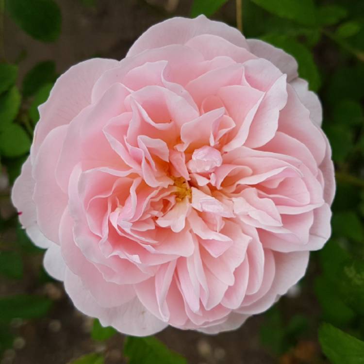 Plant image Rosa 'Wisley 2008'