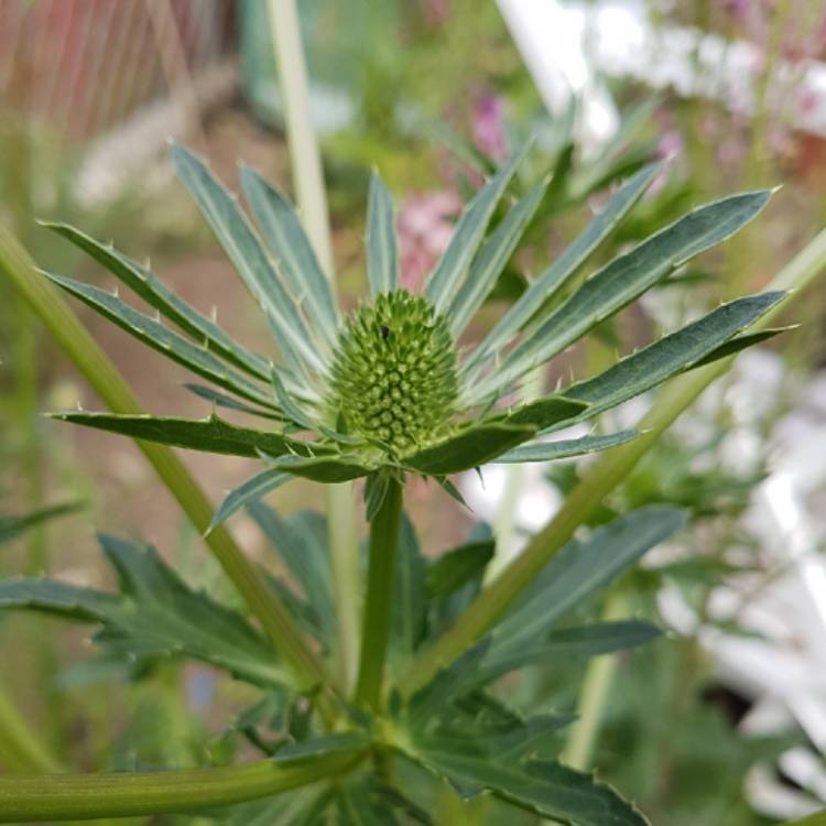Plant image Eryngium planum 'Blue Hobbit'