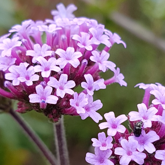 Plant image Verbena bonariensis 'Buenos Aires'