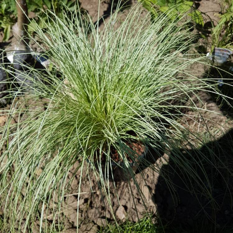 Plant image Carex comans 'Frosted Curls'