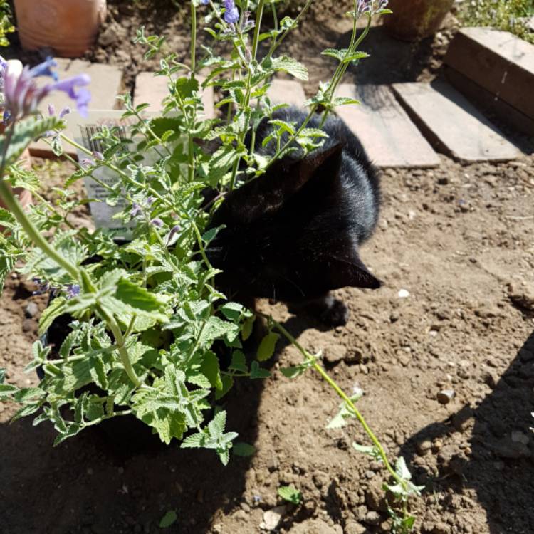 plant image 767881