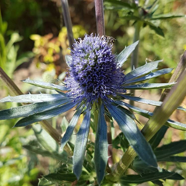plant image 767887 plant image 767887
