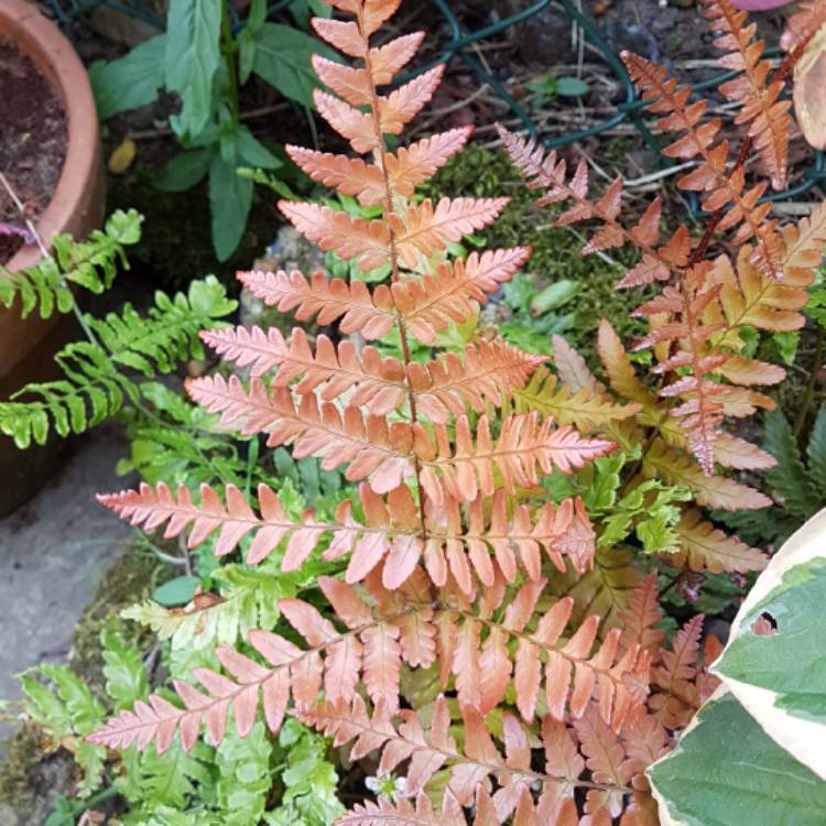 Plant image Dryopteris Erythrosora