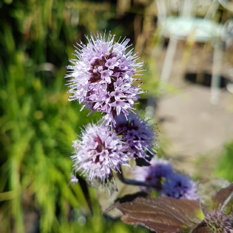 Plant image Mentha aquatica syn. Mentha hirsuta