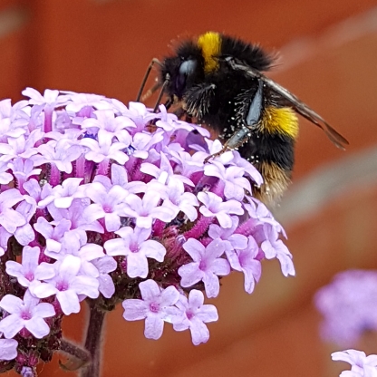 plant image 778522