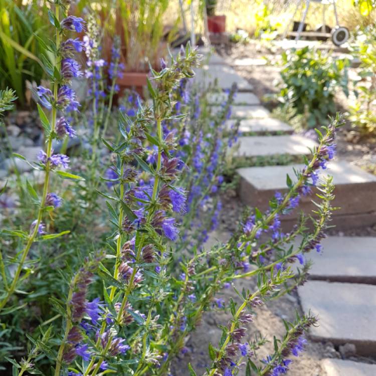 Plant image Hyssopus officinalis