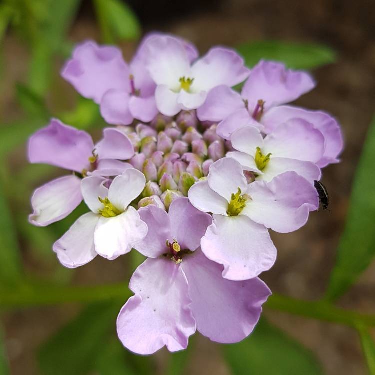 Plant image Iberis Umbellata 'Candy Cane Lilac'