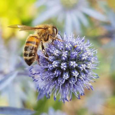 Eryngium planum 'Blue Hobbit'