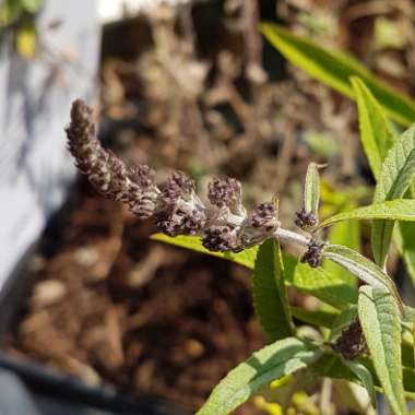 Buddleja davidii 'Wisteria Lane'