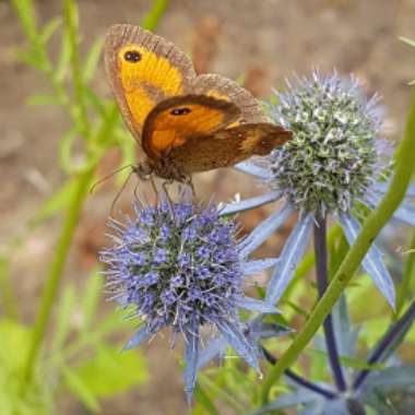 Eryngium planum 'Blue Hobbit'