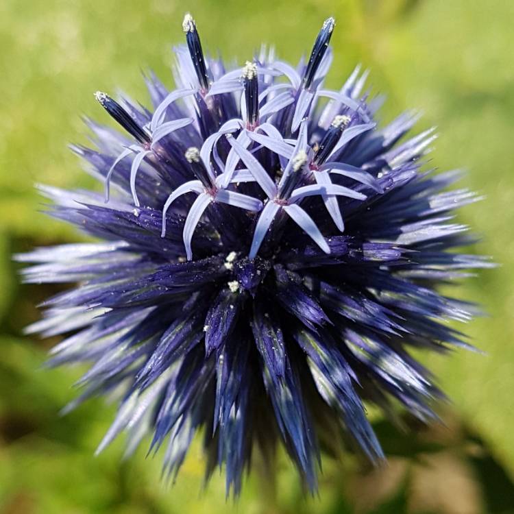 plant image 797305