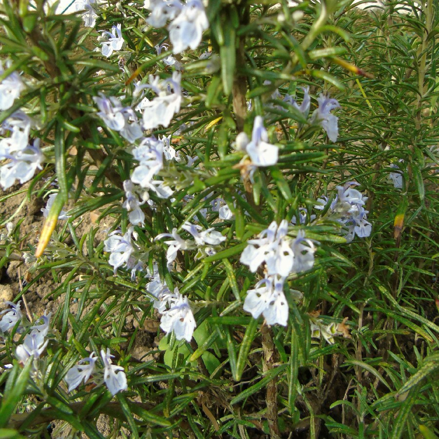 plant image 79784 plant image 79784