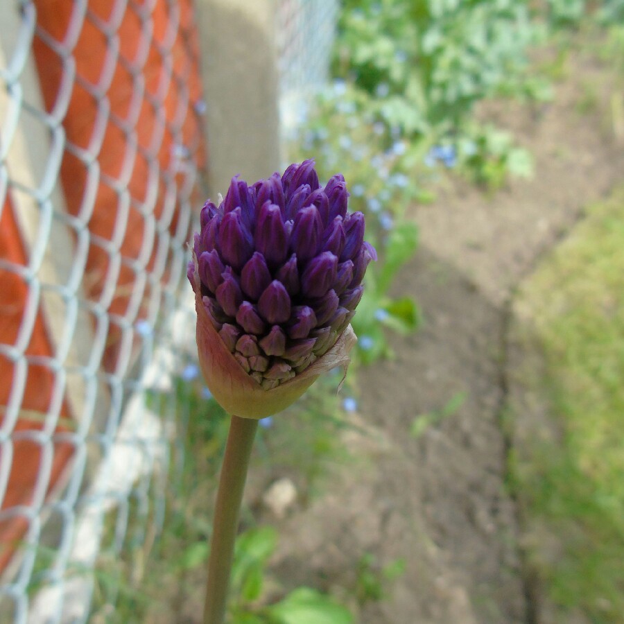 plant image 79788 plant image 79788