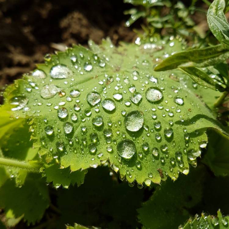 Plant image Alchemilla