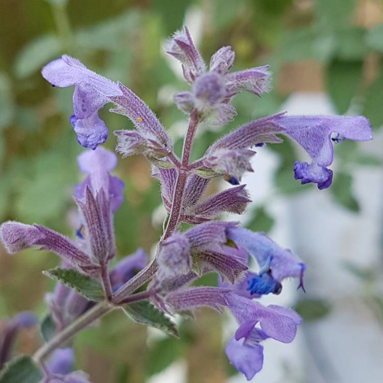 Plant image Nepeta 'Six Hills Giant'