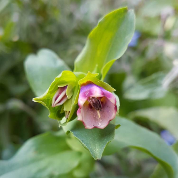 plant image 826510