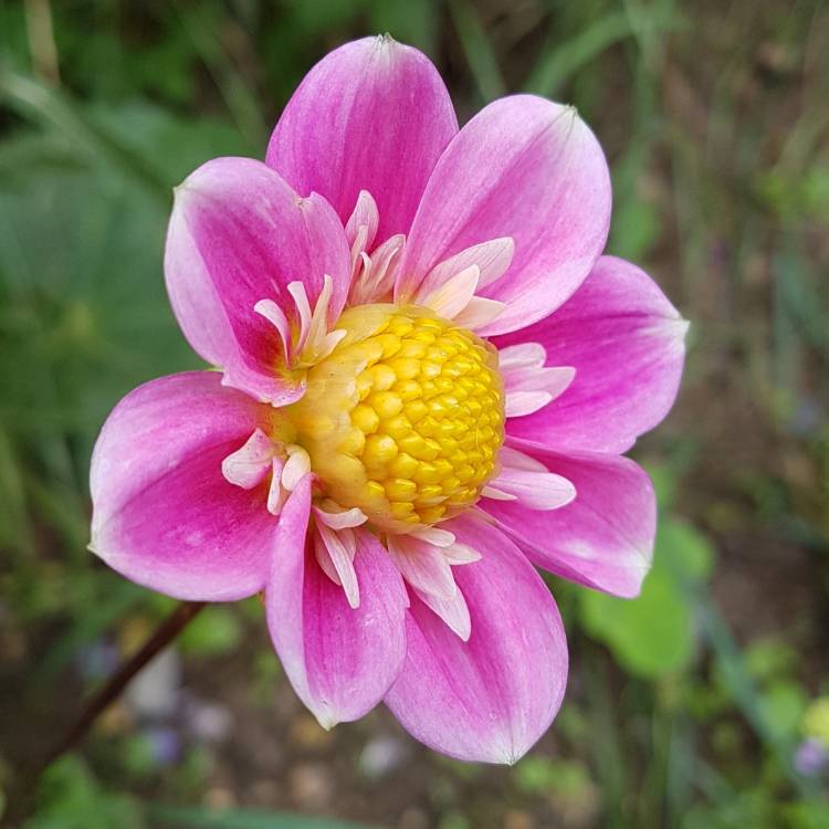 Plant image Dahlia 'Teesbrooke Audrey'