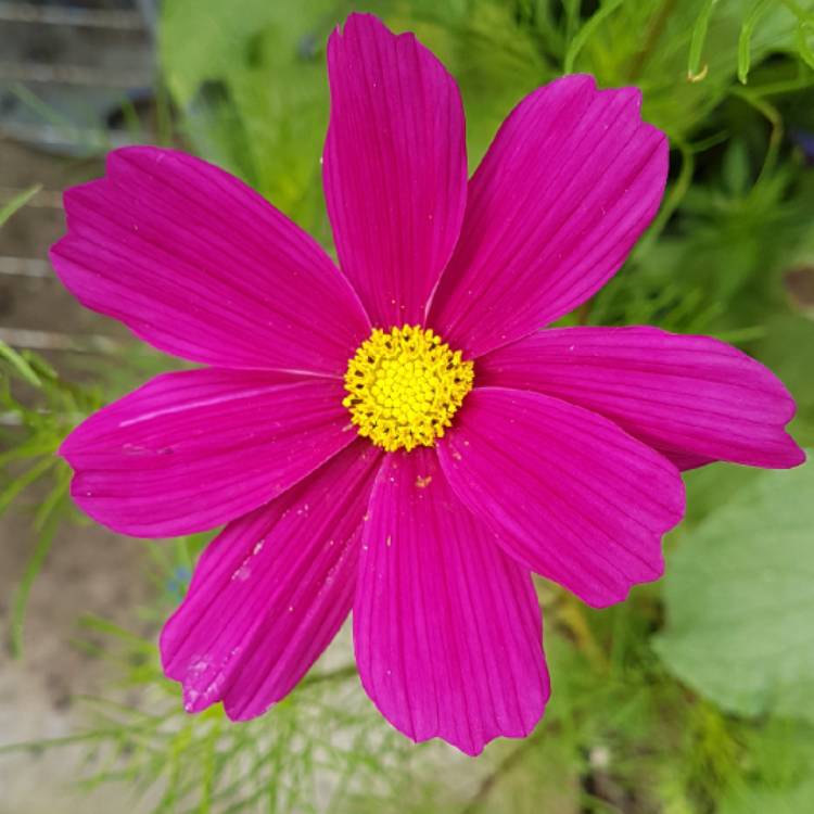 plant image 844695 plant image 844695