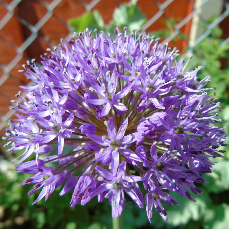 plant image 89667 plant image 89667