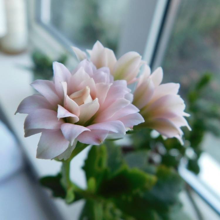 Plant image Kalanchoe