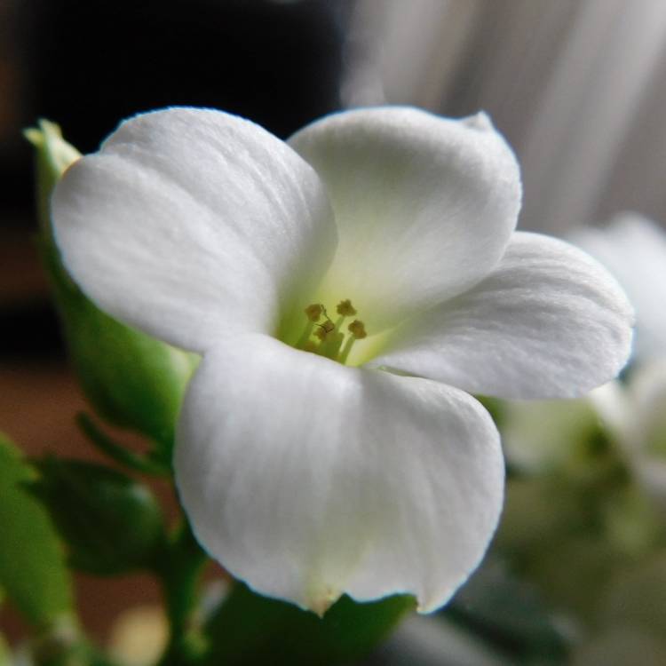 Plant image Kalanchoe