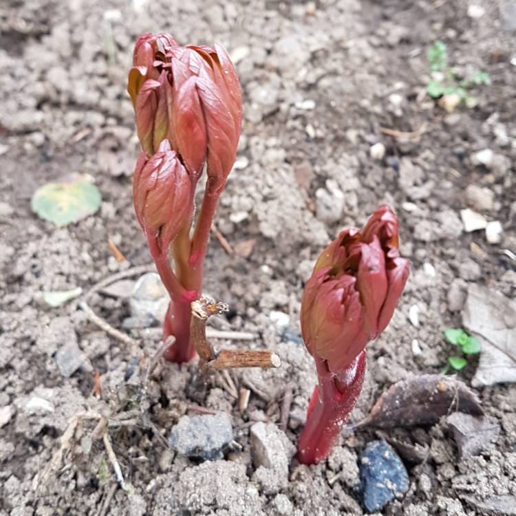 Plant image Paeonia 'Coral Sunset'