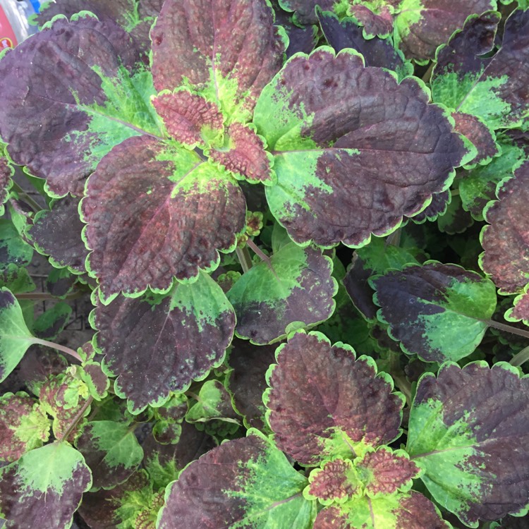 Plant image Solenostemon scutellarioides 'Avatar'