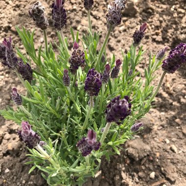 Lavender (Species) Lavender stoechas