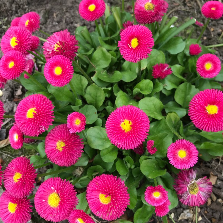 Plant image Bellis Perennis 'Romi Red'