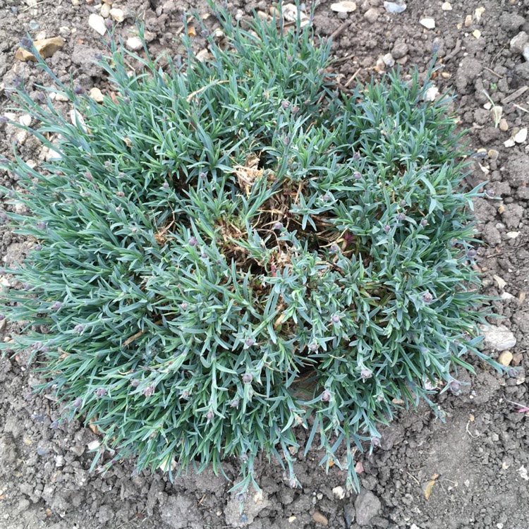 plant image 706011