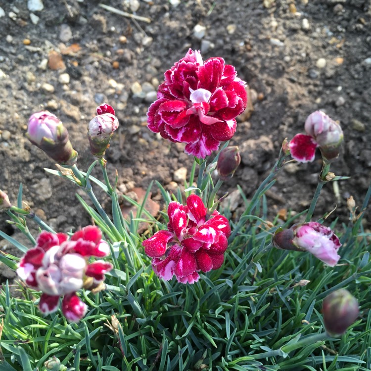 plant image 731551