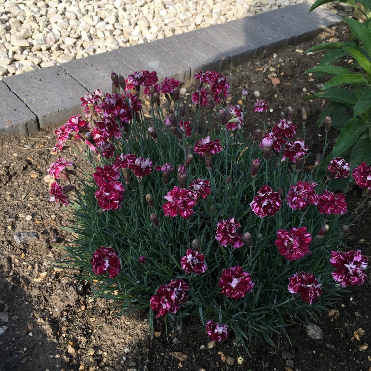 Plant image Dianthus 'Whatfield Magenta'