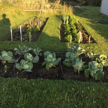 Anne's garden