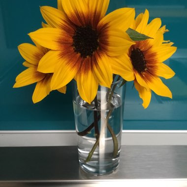Sunflower 'SunBelievable™ Brown Eyed Girl'
