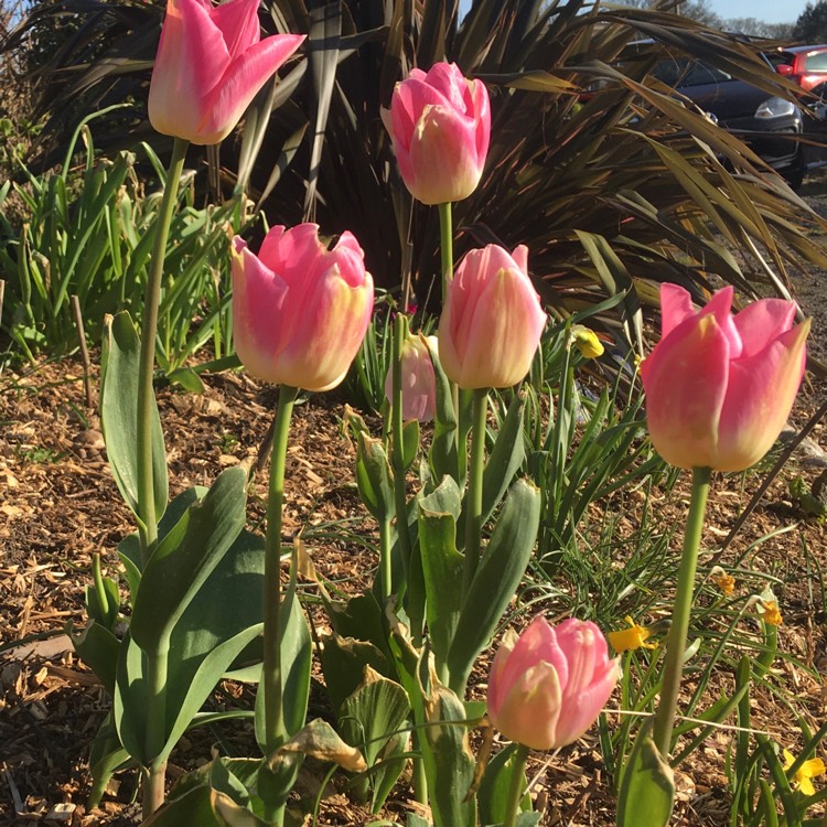 Plant image Tulipa 'Dynasty'