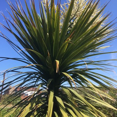 Cabbage Tree