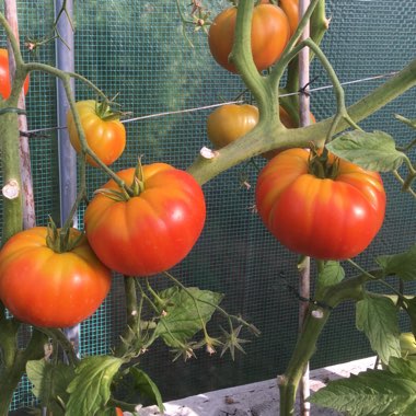 Tomato Big Daddy