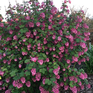 Flowering Currant