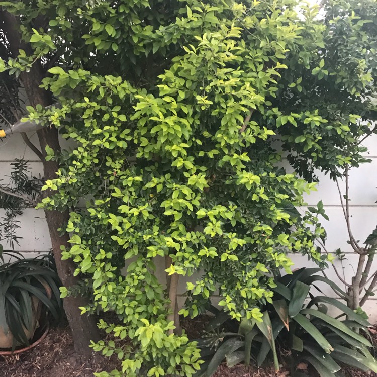 Plant image Ficus Panda