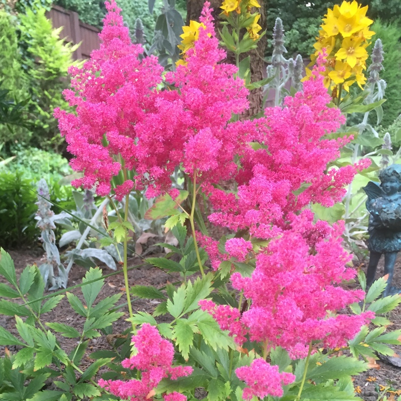 plant image 179824