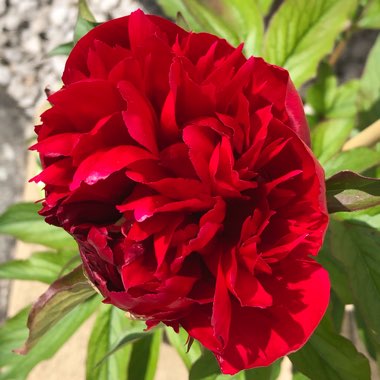 Peony