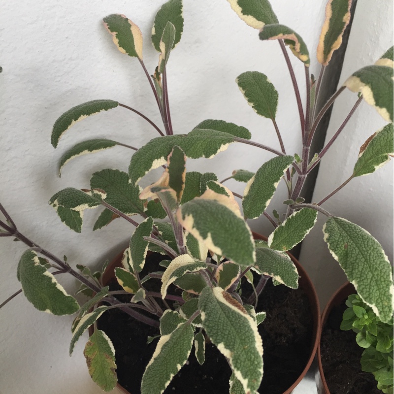 Plant image Salvia officinalis 'Tricolor'