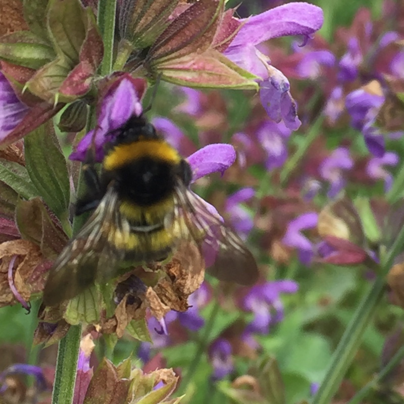 Salvia officinalis