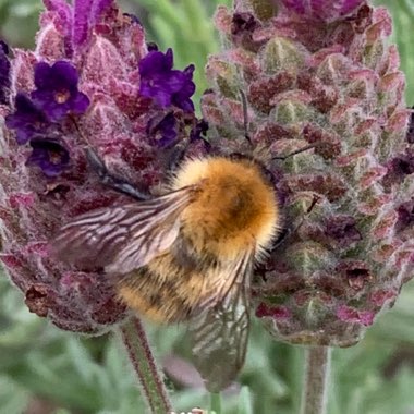 Lavender