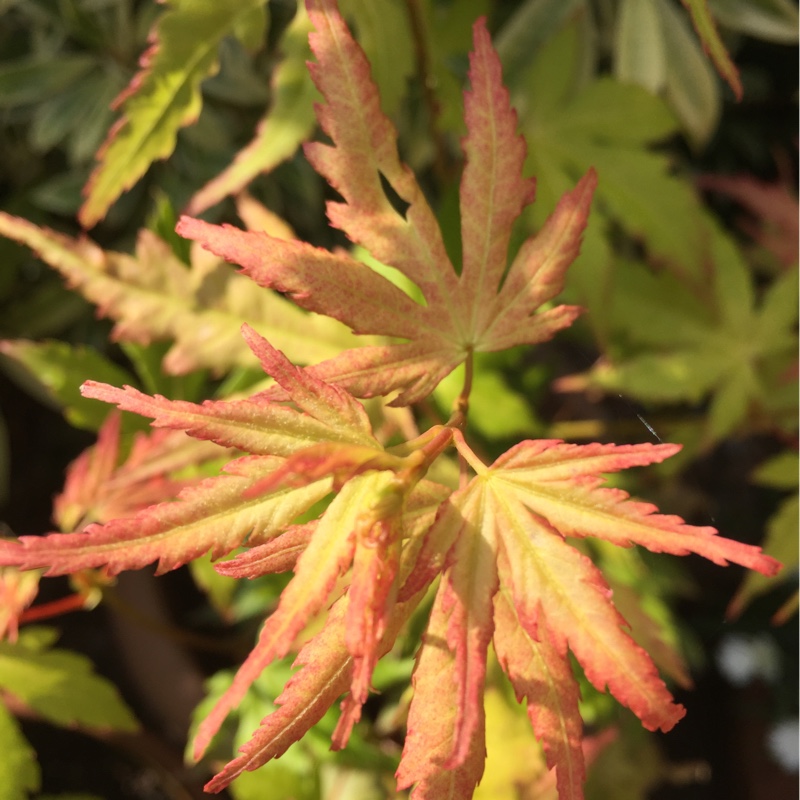 plant image 173102 plant image 173102
