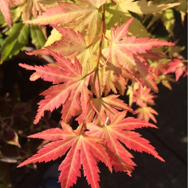 Japanese Maple 'Orange Dream'