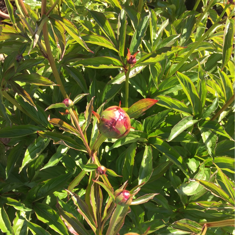 plant image 84701 plant image 84701