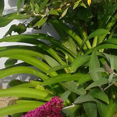 Anne's garden