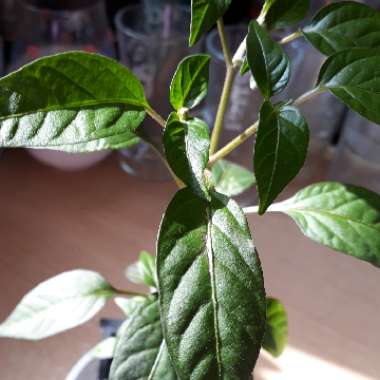 Chilli 'Chocolate Habanero'