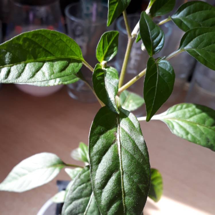 Plant image Capsicum chinense 'Chocolate Habanero'